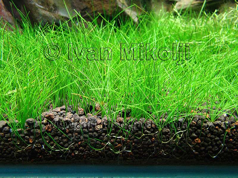 sustratos para peceras